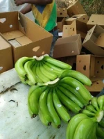 G9 Fresh Indian Cavendish Premium Bananas!!