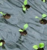 Gardening + Agricultural Seed Nursery Black Mulching Plastic Protective Film With Holes