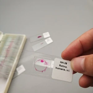 glass histology prepared slides with ce certificate for teaching and learning