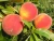 Import Good Taste Fresh Names of Wholesale Peaches Fruits with High Quality Ready from South Africa
