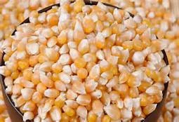 GRADE 1 Non GMO White and Yellow Corn/Maize