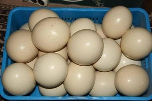 Healthy well raised Ostrich Chicks and eggs for sell