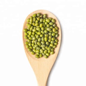 High Quality Green Mung Bean for Sprout