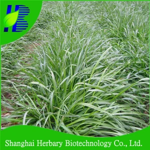 High Quality Pasture And Forage Plant Seeds Ryegrass Seeds For Animals