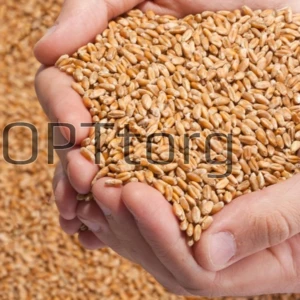 High Quality Russian Wheat Class A for milling and food