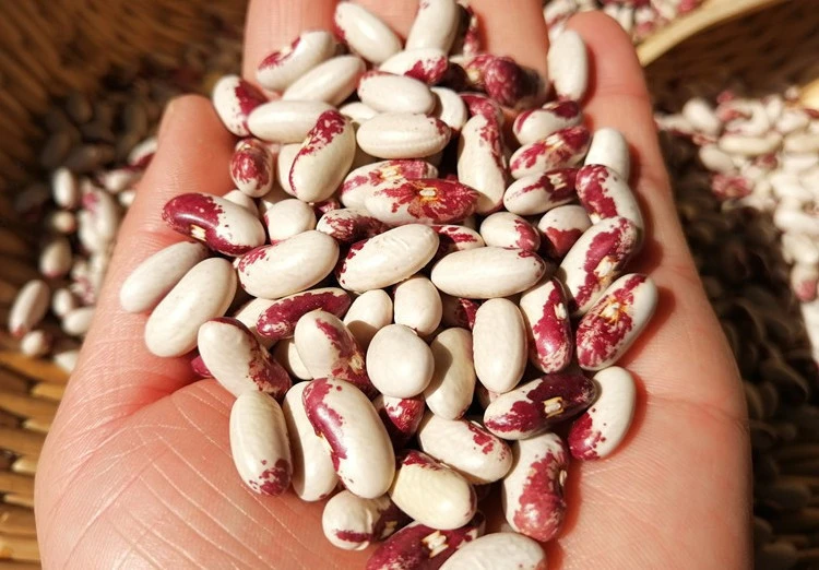 High Quality Speckled Kidney Beans