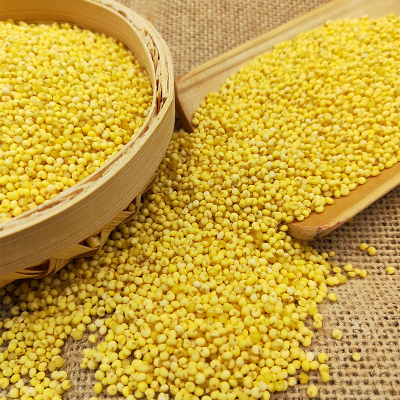 High Quality Yellow Finger Millet