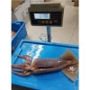 High Soaking Rate Air Dried Equator Squid
