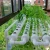 Import Hot-sale Indoor Agricultural Hydroponic Rock Wool For seedling from China