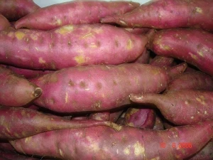 HOT SALE SALE ! Incredible Purple Sweet Potato with the low price in Viet Nam
