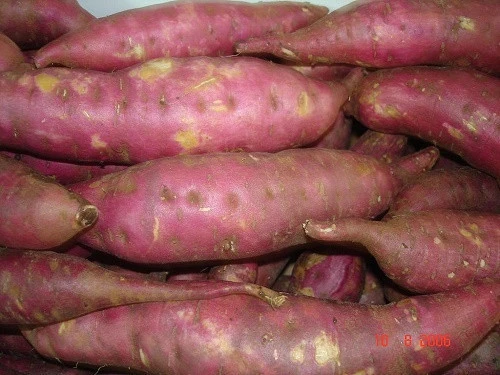 HOT SALE SALE ! Incredible Purple Sweet Potato with the low price in Viet Nam