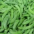 Import hot selling best priceiqf frozen  sweet green Sugar Snap peas  bulk wholesales from China