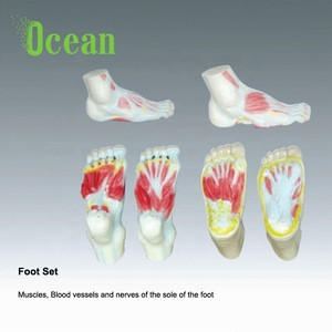 Human Muscles Blood Vessels And Nerves Of the Foot Model  for medical teaching