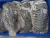 Import Indian Cuttlefish Whole Sepia Spp. from India
