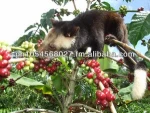 Kopi Luwak / Kapeng Alamid