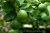 Import Lemon for Export Vietnam Malaysia Singapore Fresh Green Citrus Fruit COMMON from India