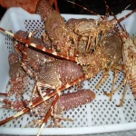 Live Spiny Lobster