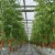Import Low Cost Commercial Glass Greenhouse For Large-Scale Production from China