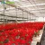 Import Low Cost Productive Plastic Greenhouse Agriculture from China