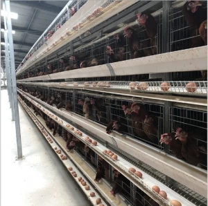 Lowest Price coop 200 broiler chicken breeding cage with high quality