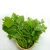 Import Malabar Spinach Vegetables/ Mekong herbals from Vietnam
