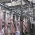 Import Modern Halal Camel Meat Producer With Abattoir Slaughter Machine from China