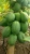 Import Natura Fresh and healthy Best Quality Papaya from India