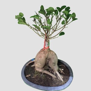 natural plants artificial bonsai ginseng ficus with cocopeat Plastic cup &amp; leaves 50-100g