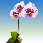 Natural plants
