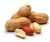 Import New Crop Raw Peanuts In Shell for sale from USA