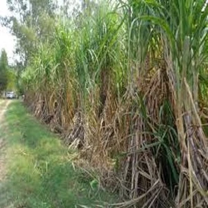 Organic Growth Promoter for Sugarcane