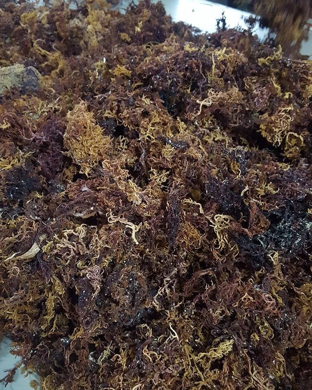Organic Purple Sea Moss  For Making Carrageenan  With Cheapest Price From Vietnam.