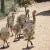 Import OSTRICH CHICKS / HIGH QUALITY OSTRICH EGGS from China