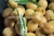 Import pitted green olives from Egypt