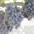Import Plant farm direct supply fruit seedling plant Sweet Jubilee Vitis vinifera from China