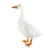 Import plush animal unstuffed greylag goose decoy from China