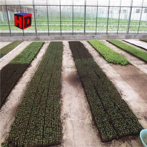 Polythene Vegetable Seeds, Greenhouse For Flower & Vegetable Growing