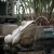 Import Popular sandstone zen frog garden outdoor or indoor water feature fountains from China