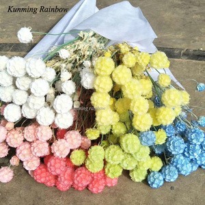 Preserved Flower Windmill fruit dried flower Wholesale Preserved Foliage Preserved Pristimera Cambodiana