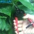 Import Professional  Fruit Pruning Shear /  Bypass Pruner With PVC handle from China