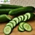 Import Quality High Yield Hybrid F1 Green Cucumber Seeds from China from China