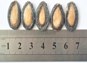 red melon seeds in shell