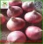 Import Red onion/Shallot/Red Scallions Exports of Singapore, the Middle East, etc from China