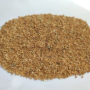 red Yellow Millet for sale