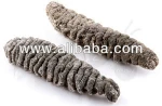 Sea Cucumber Holothuria Mexicana