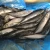 Sea Frozen Whole Round Pacific Mackerel fish on sales frozen seafood canned food