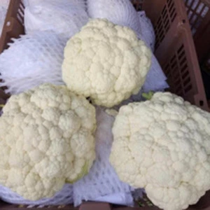 Small- medium-big Fresh Cauliflower