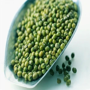 Supplier Of  Green Mung Bean For Sell