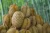 Import Top Grade Fresh and Frozen Durian Fruits Supplier from Ukraine
