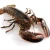 Import top Quality Frozen Canadian Lobster from Philippines